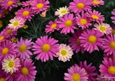 Aramis Lemon & Pink by Benary+. This Argyranthemum fruescens has bi-colored flowers of which some change when they mature.
